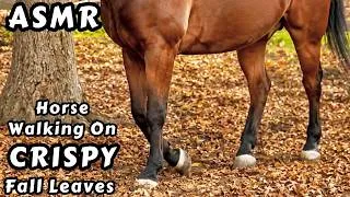 Thumbnail: Horse Sounds ASMR • Horse Walking on CRISPY Fall Leaves 🍂 • Tingly Crunching Sounds (No Talking) 🤫🐴