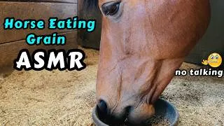 Thumbnail: Horse Eating Grain ASMR • Crunchy Chewing Sounds • Oddly Satisfying • Horse Sounds For Relaxing 🐴☺️