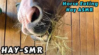 Thumbnail: Horse Eating Hay Up Close/ Horse ASMR  • Crunchy Chewing Sounds • Horse Sounds For Relaxation 🐴