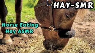 Thumbnail: Horse Eating HAY ASMR • Crunching & Chewing Sounds • Oddly Relaxing • Horse Sound (No Music) HAY-SMR