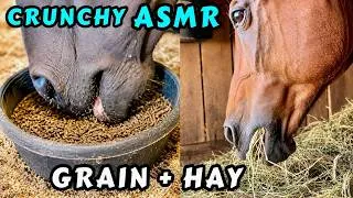 Thumbnail: Horses Eating ASMR CRUNCHY HAY & GRAIN • Oddly Satisfying Horse Sounds • Chewing Sounds Up Close 🐴😋