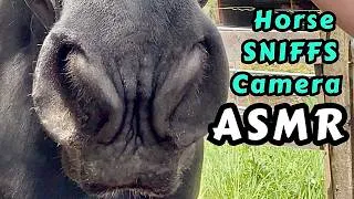 Thumbnail: Horse Breathing Into Camera ASMR • Extreme Close-Up • Relaxation & Tingles (No Talking) 🤫