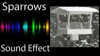 Thumbnail: House Sparrows Chirping Sound Effect