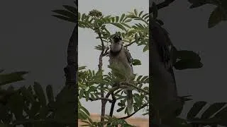 Thumbnail: Blue Jay Bird Call #shorts #birds