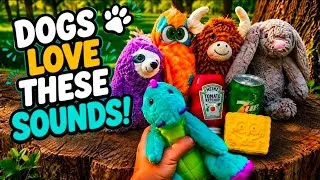 Thumbnail: Outdoor Squeaky Toy Sounds That Make Dogs Go Crazy🌲🐶 Squeaky Toy Sounds for Dogs & Puppies