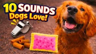 Thumbnail: 10 Sounds That Dogs Go CRAZY For | Whistles, Squeaky Dog Toys, Birds & More!
