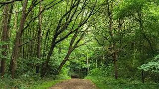 Thumbnail: Evocative Pathways | Mystical Expeditions in the Woodlands, use for Focus, Meditation, Imagination 