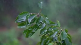 Thumbnail: Piano Rain