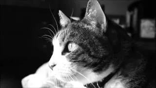 Thumbnail: White Noise - Cat Purring (8 Hours)