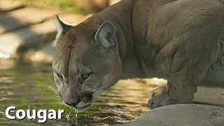 Thumbnail: Cougar Sounds