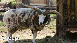 Thumbnail: Jacob Sheep Sounds