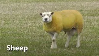 Thumbnail: Texel Sheep Sounds