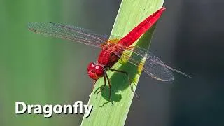 Thumbnail: Dragonfly Sounds - Scarlet Dragonfly (Crocothemis erythraea)