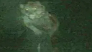 Thumbnail: Cryptid Encounter Stories to Fall Asleep To