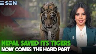 Thumbnail: Nepal Saved Its Tigers Now It Has a New Problem