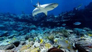 Thumbnail: Underwater Screen Saver • Relaxing SoundScape ASMR *Molasses Reef*