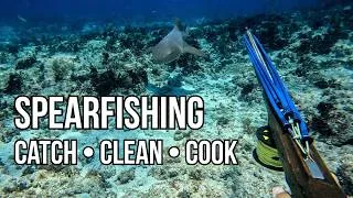 Thumbnail: A day of Spearfishing. Rating 4 types of fish {Catch Clean Cook}