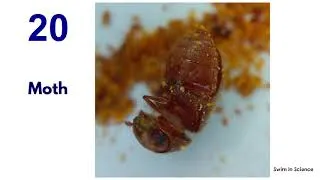Thumbnail: #Shorts Things shot with OPPO 15x Microscopic camera