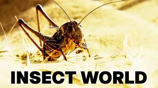 Thumbnail: The World of Insects | Documentary