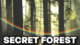 Thumbnail: The Forest Is Not What You Think It Is | Documentary