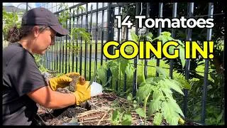 Thumbnail: Planting My Fall Tomato Garden | Tomatoes, Carrots & Herbs