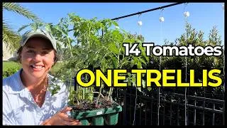 Thumbnail: How I Built a 20-Foot String Trellis for Indeterminate Tomatoes