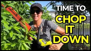 Thumbnail: My Sunn Hemp Cover Crop Grew THIS Much in 6 Weeks | Time to Chop It Down!