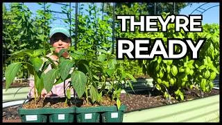 Thumbnail: My Peppers Are Finally Ready to Go in the Garden