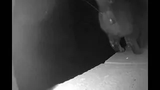 Thumbnail: Cat Marks My Backyard Cam