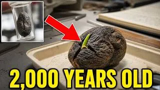 Thumbnail: Scientists Just Revived a 2,000-Year-Old Seed — And It Grew Into a Living Tree