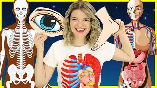 Thumbnail: Learn Body Parts for Kids | Inside the Human Body for Kids | Parts of the Body with Speedie DiDi