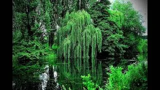 Thumbnail: Erutan - The Willow Maid 