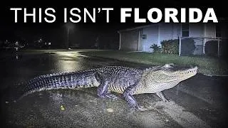 Thumbnail: Alligators Keep Being Spotted Across the Mid-Atlantic — And No One Can Explain Why