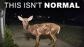 Thumbnail: Deer Keep Being Found Like This Across America - And It Could Be Dangerous