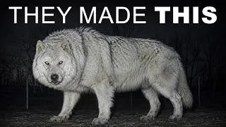 Thumbnail: Dire Wolves Were Brought Back From Extinction — But Scientists Say Something Is Wrong
