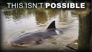 Thumbnail: Bull Sharks Keep Being Found Inside American Rivers — And They're Closer Than You Think