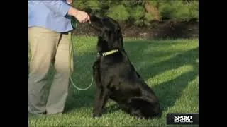 Thumbnail: Stop Your Dog From Barking: It Is Easier Than You Think!