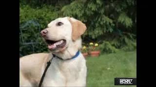 Thumbnail: The Secrets To Training Your Dog With Treats
