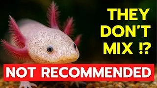 Thumbnail: Why Plecos Are TERRIBLE Axolotl TANK MATES… But Why I Still Have Them Together