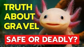 Thumbnail: THE GRAVEL PROBLEM | What Nobody Tells You About Axolotl Substrate