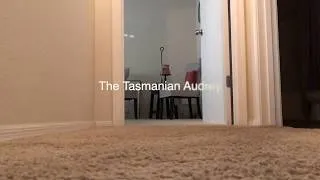 Thumbnail: The Tasmanian Audrey