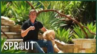Thumbnail: Top Gardening Tips - Attract Bees, Grow Brassicas, and Control Pests Naturally