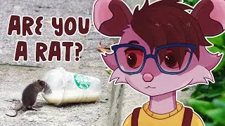 Thumbnail: Opossum is a Rat?