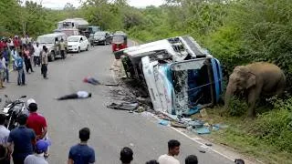 Thumbnail: Sires Of World Top 05 Sensitive Elephant Attack 2026.
