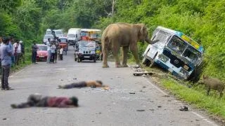 Thumbnail: Sires Of World Top 07 Unbelievable Elephant Attack 2026 Forest Road..