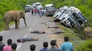 Thumbnail: Sires Of World Top 05 Unbelievable Elephant Attack In Forest Road.