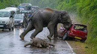 Thumbnail: Sires Of World Top 20 Elephant Attack In Forts 2026.