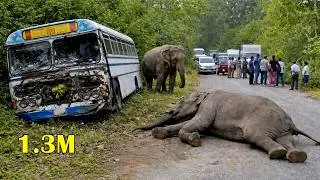 Thumbnail: Sires Of World Top 07 Hart Stopping Elephant Attack 2026.