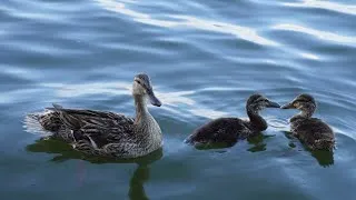 Thumbnail: 1 HOUR Peaceful Ducks on the Water Soothing Piano Music | Nature Background Video