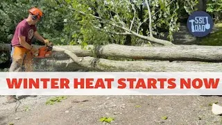 Thumbnail: These Trees Had To Go